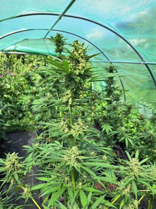 Amnesia Haze Go Fast. Week 13 - DAY48 (bloom) Plant #3