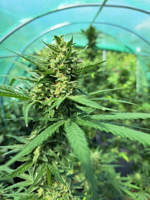 Amnesia Haze Go Fast. Week 13 - DAY48 (bloom) Plant #3