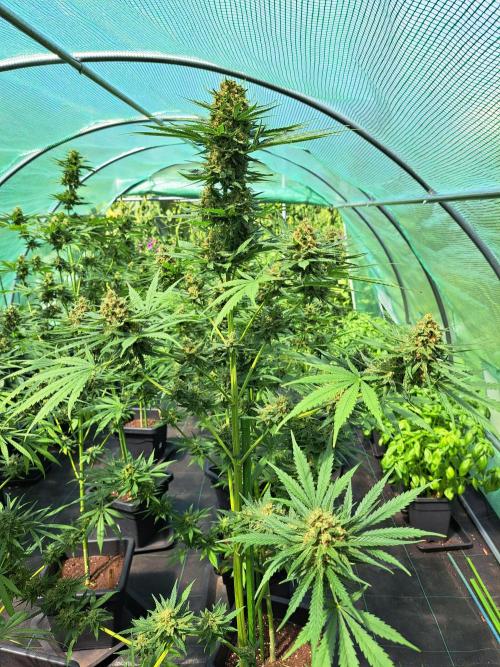 Clementine Slush. Week 13 - DAY48 (bloom) Plant #1