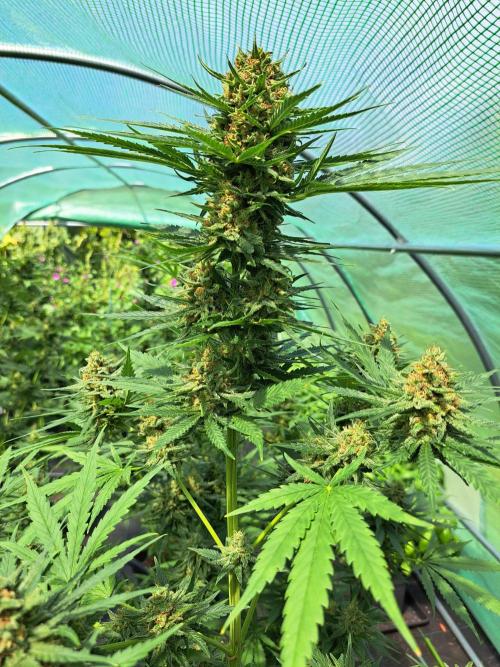 Clementine Slush. Week 13 - DAY48 (bloom) Plant #1