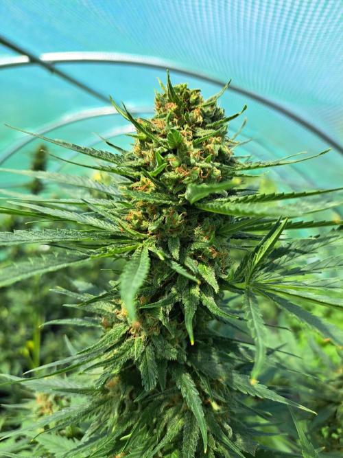 Clementine Slush. Week 13 - DAY48 (bloom) Plant #1