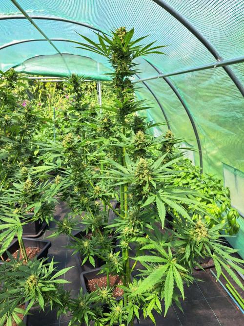 Clementine Slush. Week 13 - DAY48 (bloom) Plant #2