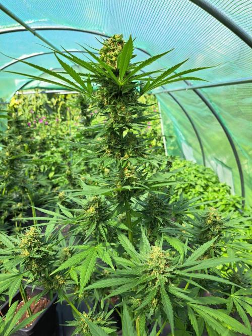 Clementine Slush. Week 13 - DAY48 (bloom) Plant #2