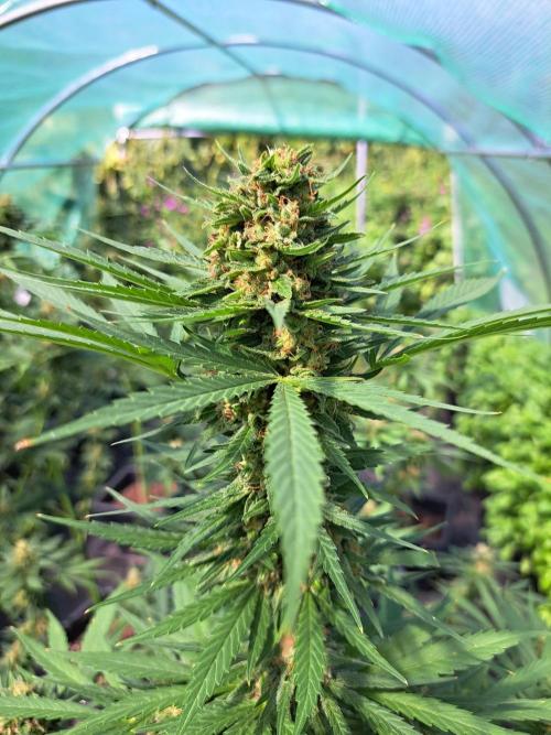 Clementine Slush. Week 13 - DAY48 (bloom) Plant #2
