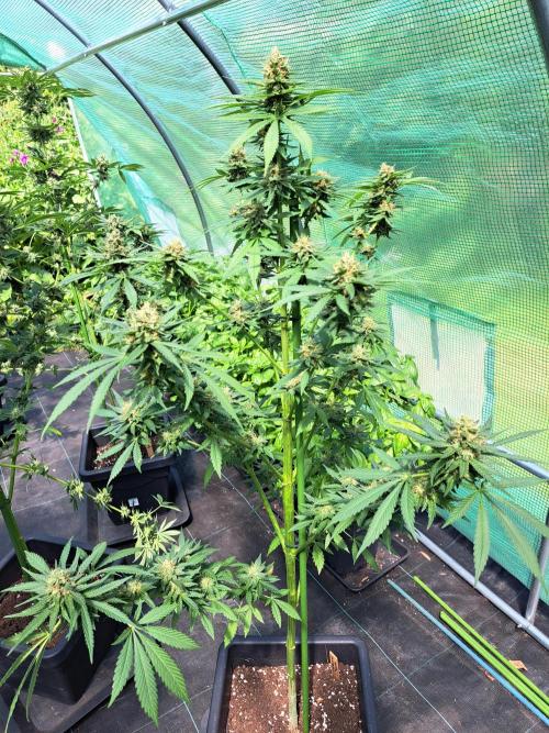 Clementine Slush. Week 13 - DAY48 (bloom) Plant #3