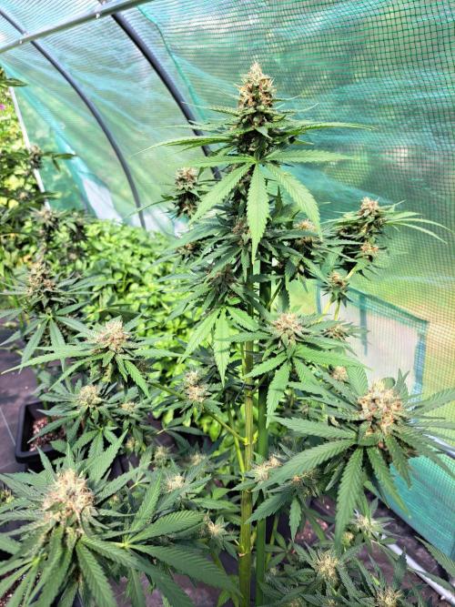 Clementine Slush. Week 13 - DAY48 (bloom) Plant #3