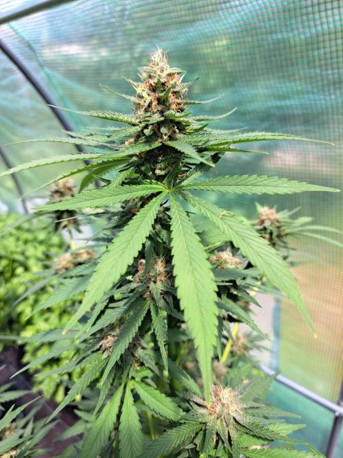 Clementine Slush. Week 13