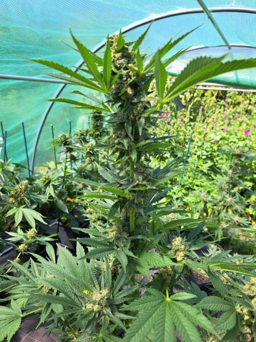 Zoap Rosé. Week 13 - DAY48 (bloom)