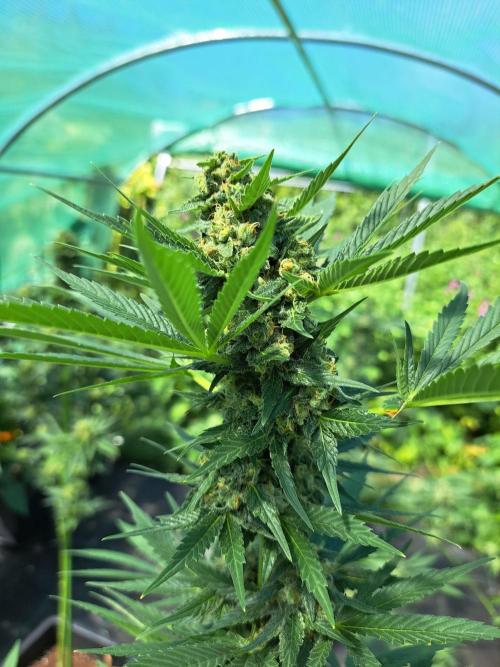 Zoap Rosé. Week 13 - DAY48 (bloom) 