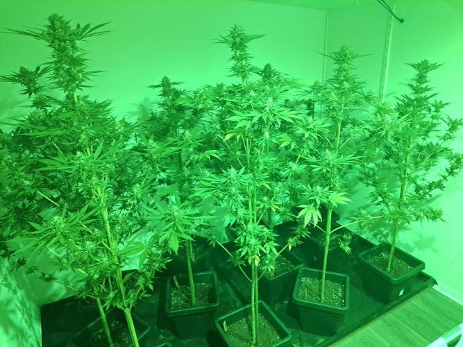 Zoap Rosé. Week 13 - DAY48 All plants in the growroom at night 