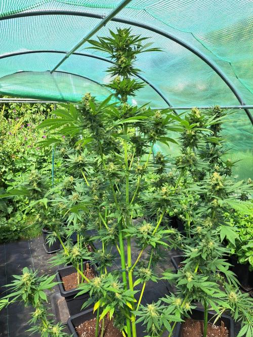 Sour Papaya. Week 13 - DAY48 (bloom) Plant #1