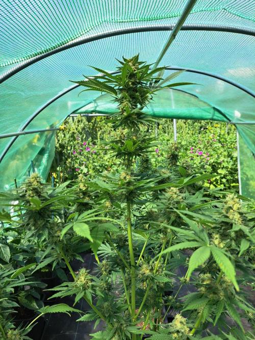 Sour Papaya. Week 13 - DAY48 (bloom) Plant #1