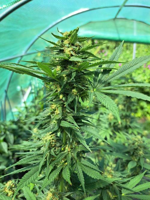 Sour Papaya. Week 13 - DAY48 (bloom) Plant #1