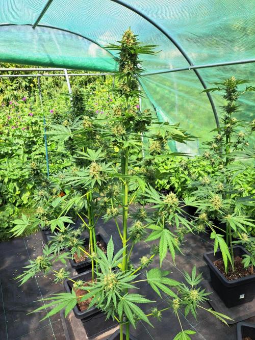 Sour Papaya. Week 13 - DAY48 (bloom) Plant #2