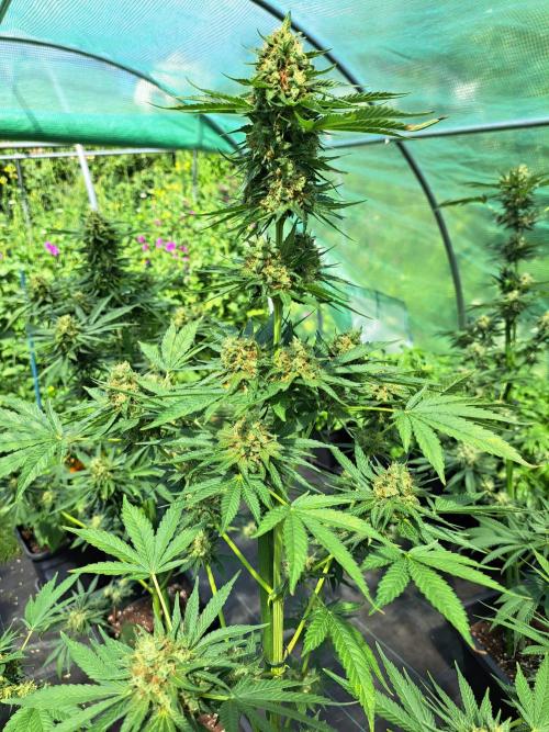 Sour Papaya. Week 13 - DAY48 (bloom) Plant #2