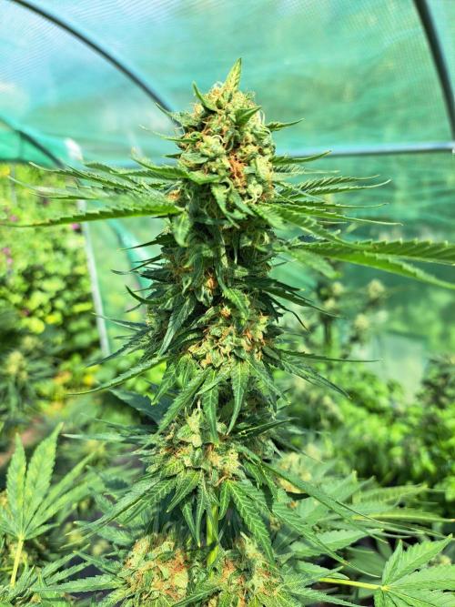 Sour Papaya. Week 13 - DAY48 (bloom) Plant #2