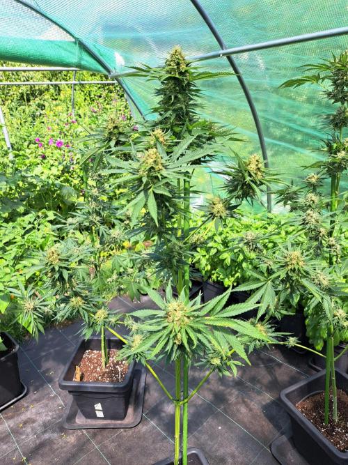 Sour Papaya. Week 13 - DAY48 (bloom) Plant #3