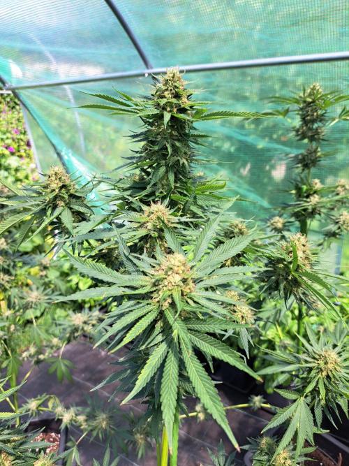 Sour Papaya. Week 13 - DAY48 (bloom) Plant #3