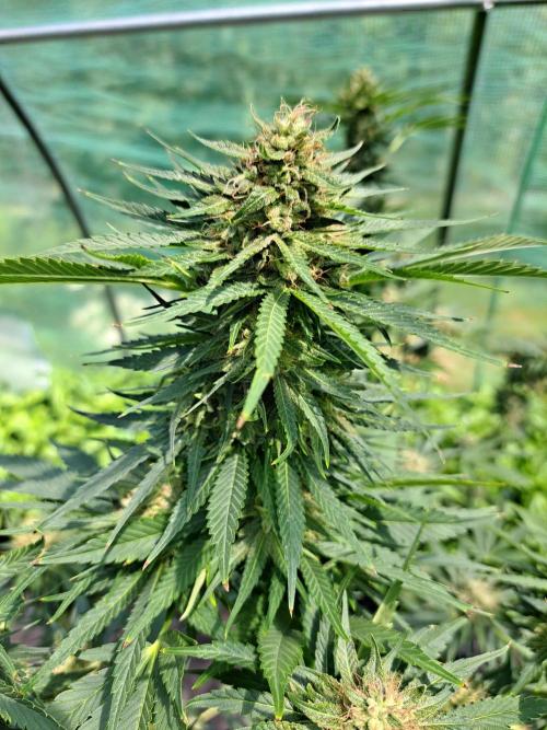 Sour Papaya. Week 13 - DAY48 (bloom) Plant #3