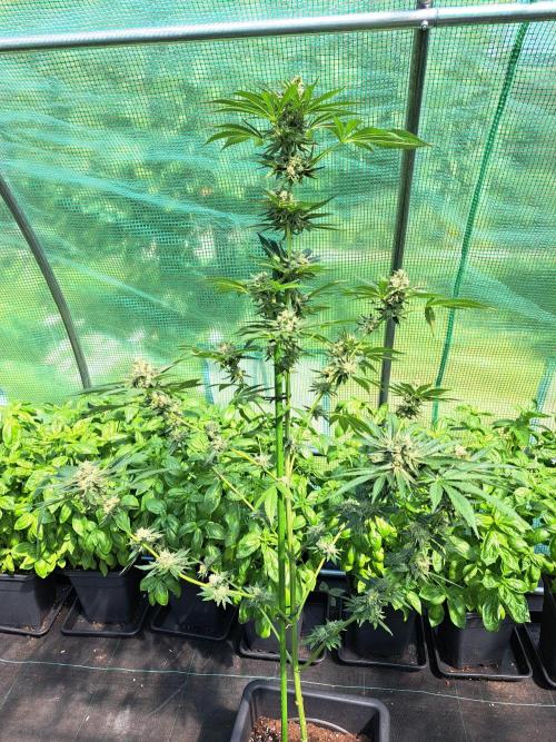 Permant Marker X Georgia Pie. Week 13 - DAY48 (bloom) Plant #1