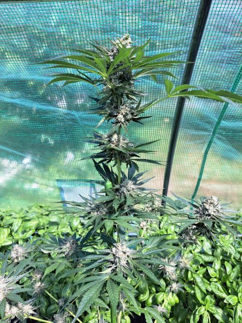 Permant Marker X Georgia Pie. Week 13 - DAY48 (bloom) Plant #1