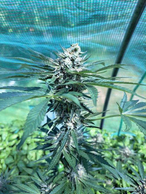 Permant Marker X Georgia Pie. Week 13 - DAY48 (bloom) Plant #1