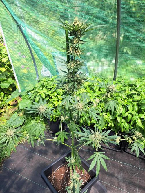 Permant Marker X Georgia Pie. Week 13 - DAY48 (bloom) Plant #2