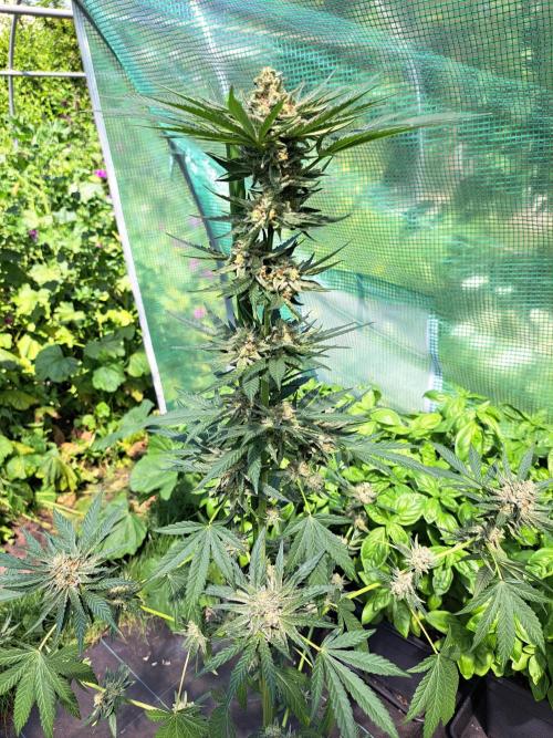 Permant Marker X Georgia Pie. Week 13 - DAY48 (bloom) Plant #2