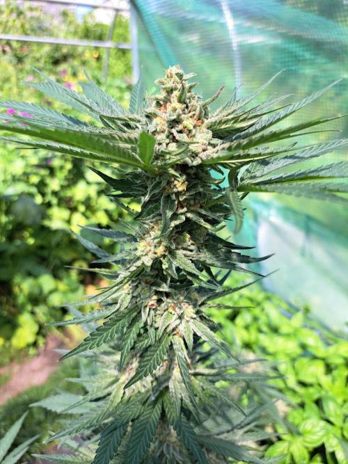Permant Marker X Georgia Pie. Week 13 - DAY48 (bloom) Plant #2