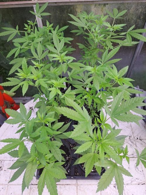 Amnesia Haze Go Fast CLONES. Week 7 - DAY53