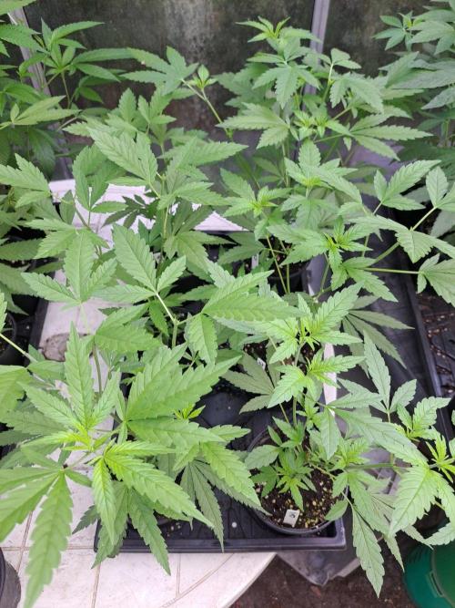 Clementine Slush CLONES. Week 7 - DAY53
