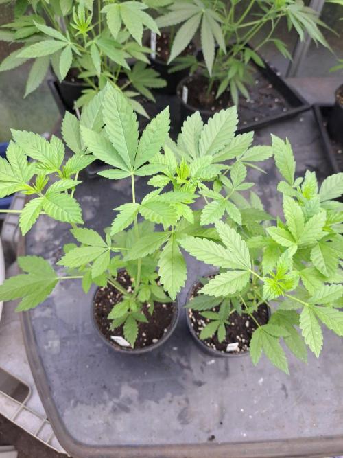 Zoap Rosé CLONES. Week 7 - DAY53
