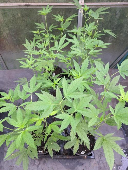 Sour Papaya CLONES. Week 7