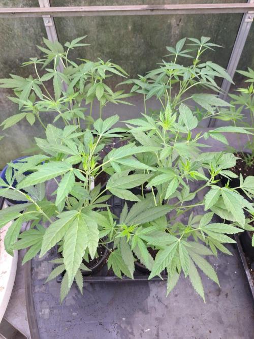Permant Marker X Georgia Pie CLONES. Week 7 - DAY53