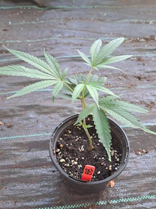 Blockberry CLONE. Week 2
