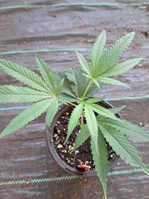 Blockberry CLONE. Week 2