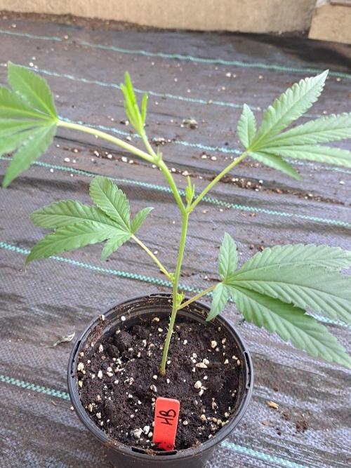 Halle Berry CLONE. Week 2