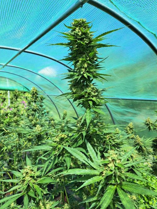 Amnesia Haze Go Fast. Week 14 - DAY54 (bloom) Plant #1