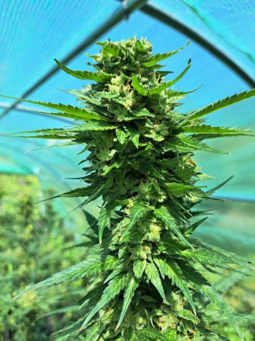 Amnesia Haze Go Fast. Week 14 - DAY54 (bloom) Plant #1