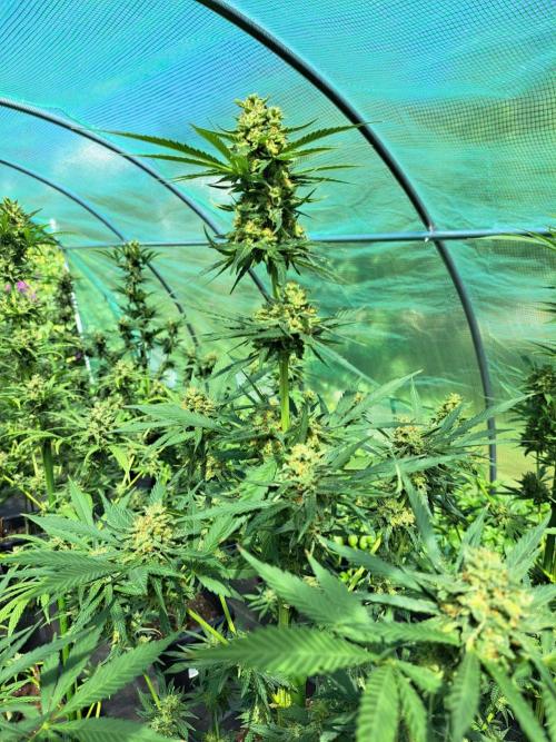 Amnesia Haze Go Fast. Week 14 - DAY54 (bloom) Plant #2