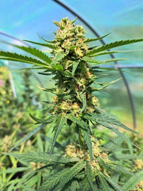 Amnesia Haze Go Fast. Week 14 - DAY54 (bloom) Plant #2