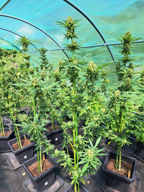 Amnesia Haze Go Fast. Week 14 - DAY54 (bloom) Plant #2