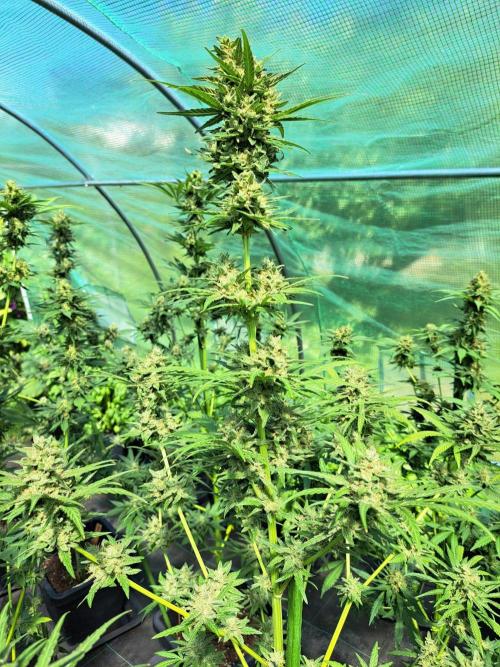 Amnesia Haze Go Fast. Week 14 - DAY54 (bloom) Plant #3