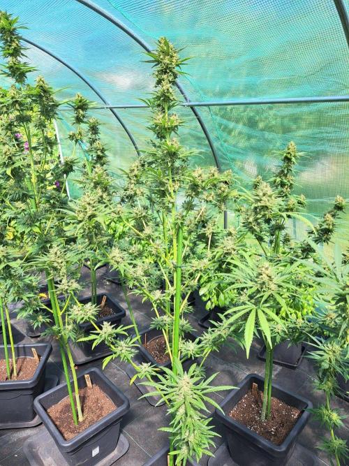 Amnesia Haze Go Fast. Week 14 - DAY54 (bloom) Plant #3