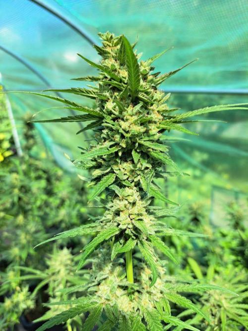 Amnesia Haze Go Fast. Week 14 - DAY54 (bloom) Plant #3
