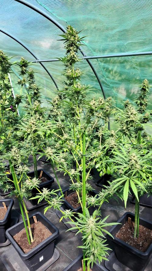 Amnesia Haze Go Fast