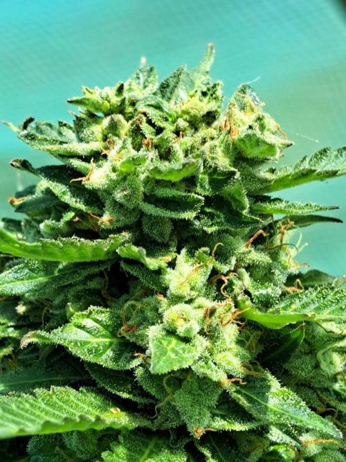 Amnesia Haze Go Fast. Week 14 - DAY54 (bloom) Plant #1 Close-up