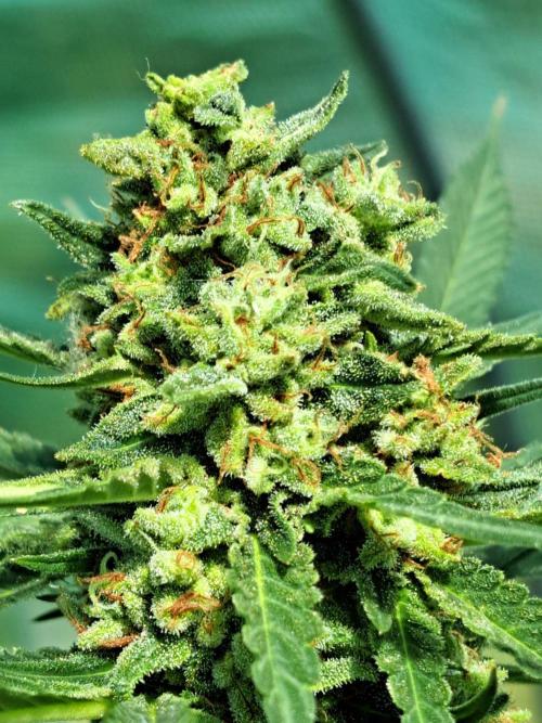 Amnesia Haze Go Fast. Week 14 - DAY54 (bloom) Plant #2 Close-up