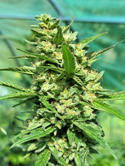 Amnesia Haze Go Fast. Week 14 - DAY54 (bloom) Plant #3 Close-up