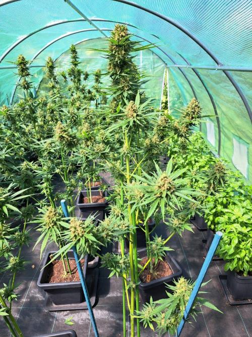 Clementine Slush. Week 14 - DAY54 (bloom) Plant #1